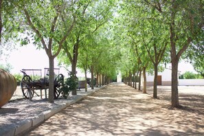 Un sentier bordé d’arbres, avec un attelage d’époque et un grand bac à fleurs.