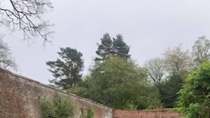 A garden with neatly trimmed hedges and tulips. - 1st Floor, One Bed Apt & garden, Scottish Borders (Innerleithen)