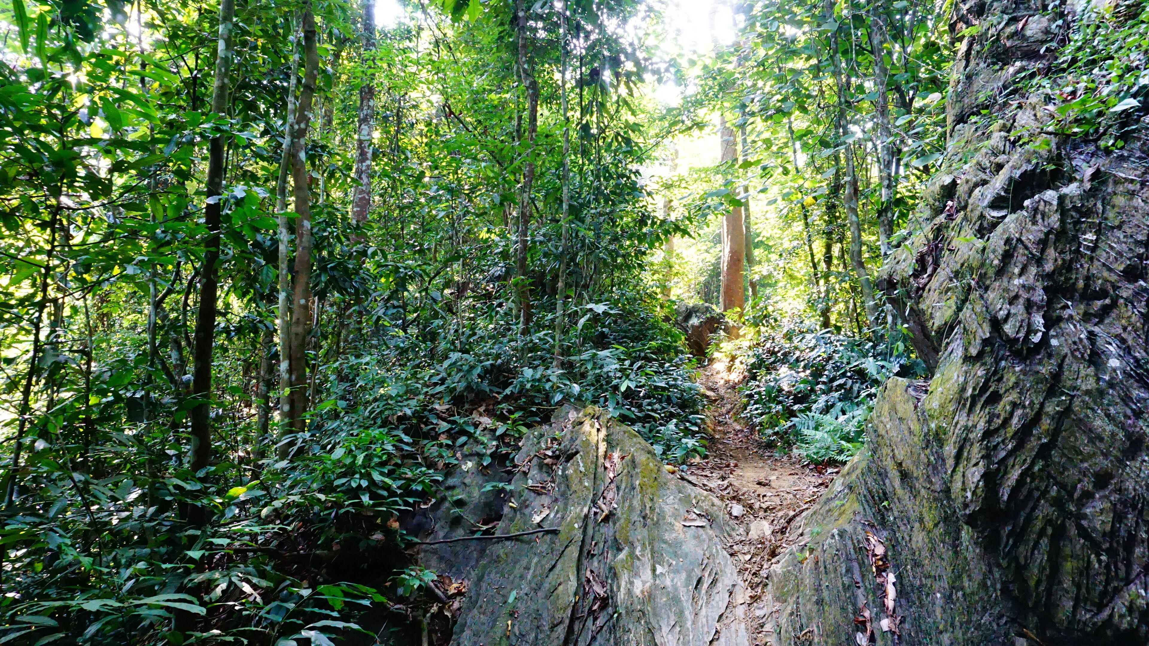 Un sendero estrecho en un bosque frondoso.
