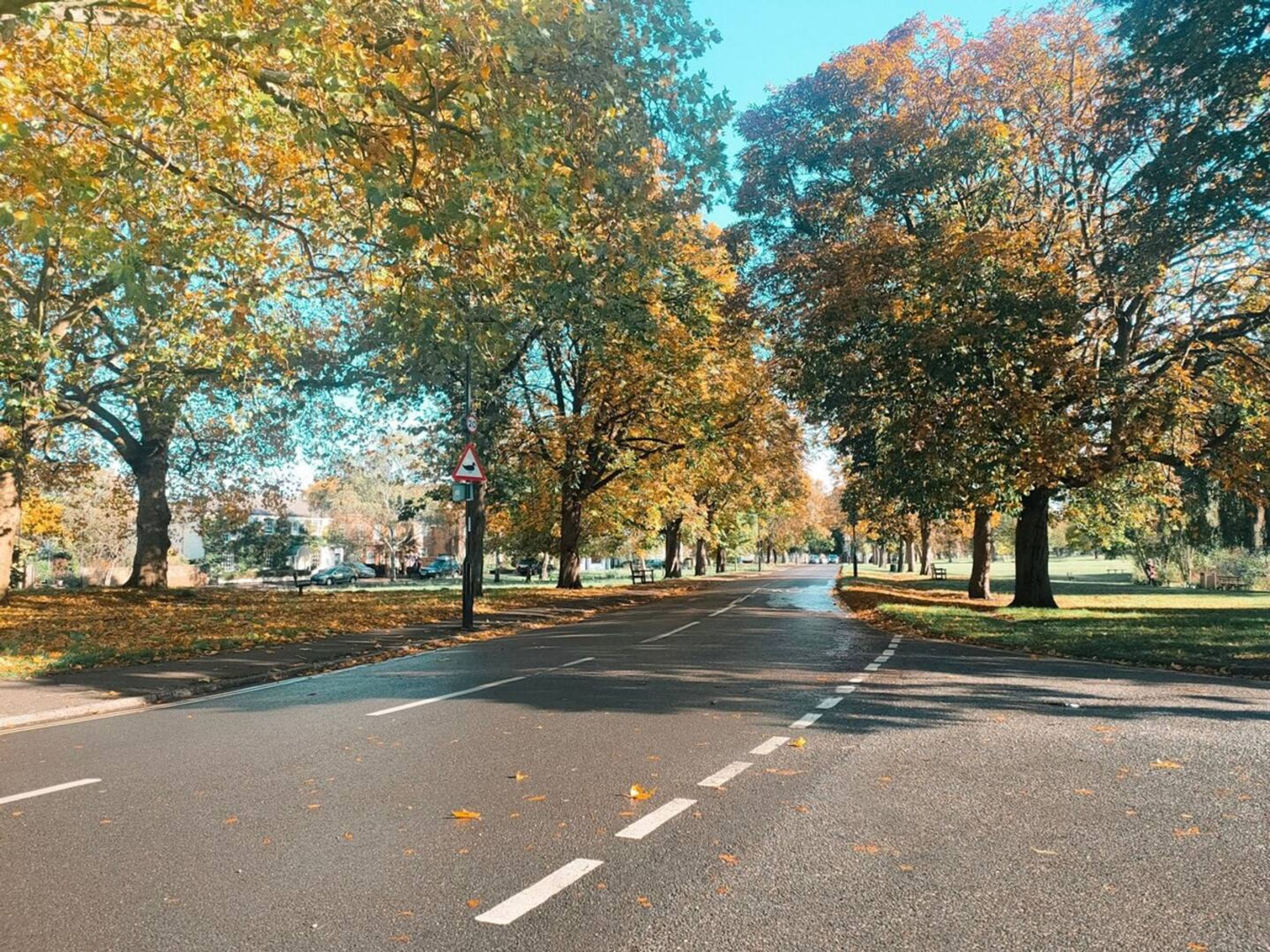 A tree-lined street with a clear road, a pedestrian crossing, and a speed limit sign.