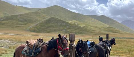 Un grupo de caballos atados a un poste de madera en un campo verde con colinas onduladas al fondo.