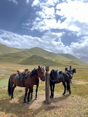 Un grupo de caballos atados a un poste de madera en un campo verde con colinas onduladas al fondo.
