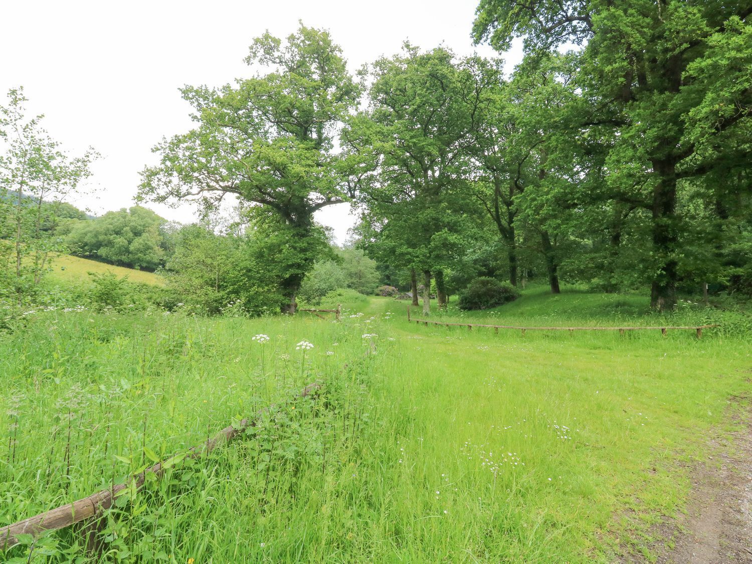 Paesaggio naturale con un sentiero sterrato, vegetazione lussureggiante e alberi.