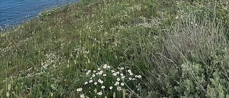 Vlak bij het strand