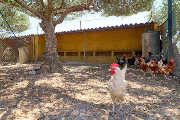 A tree in a courtyard with chickens.