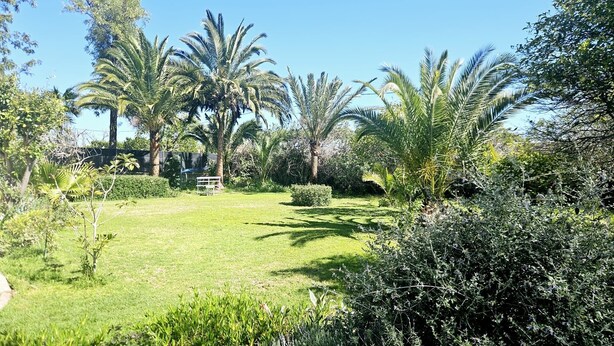 Un jardin avec des palmiers, une pelouse et un banc en métal.