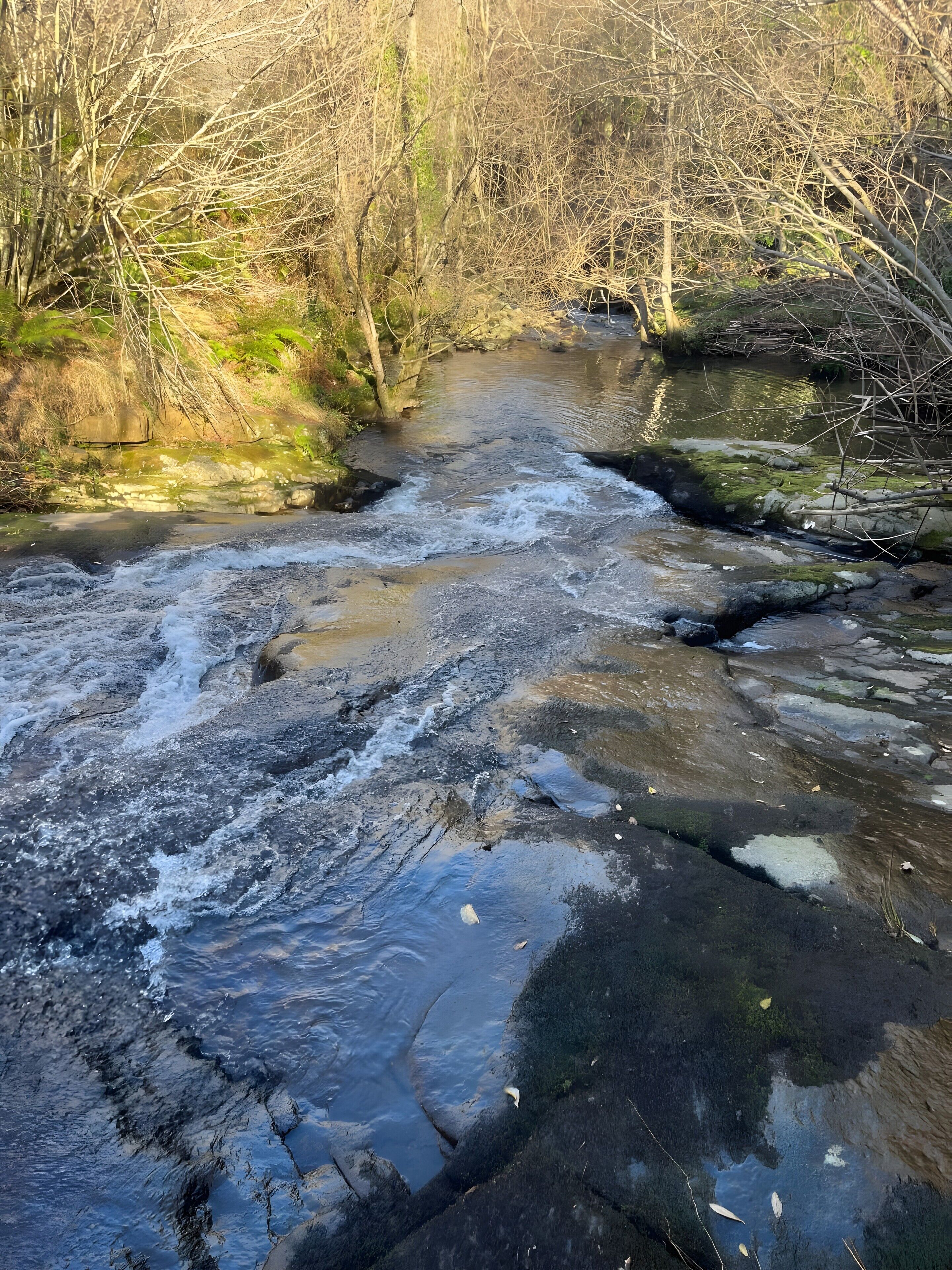 A rocky stream with clear water flowing over rocks, surrounded by trees and vegetation.