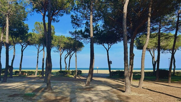 Une zone située au bord de la plage, agrémentée d’arbres et offrant une vue dégagée sur la mer.