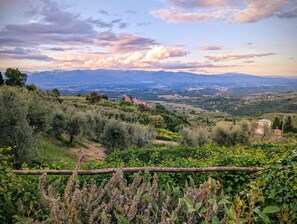 Miscellaneous - Cozy cottage with large pool among olive trees on the Chianti hillside (Unknown)