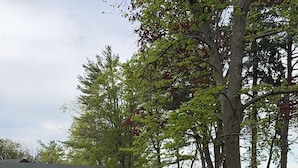 A lakeside property with a patio area, outdoor seating, and a flower bed. - Goffatt Island-your private island  2-Bedroom Cabin 204 (Goffatt Island)