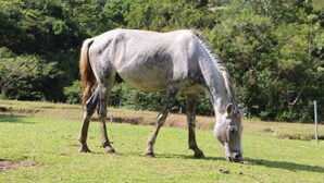 A horse grazing in a grassy field with trees in the background. - Camping and RV parking area 7 (Guadalajara)