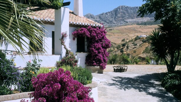 A white building with a tiled roof, surrounded by lush greenery and purple bougainvillea.