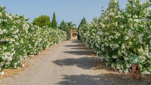 A pathway flanked by rows of white flowering trees, leading to a traditional building structure. - Banc Doli - Villa With Private Pool In Manacor (Manacor, Illes Balears)