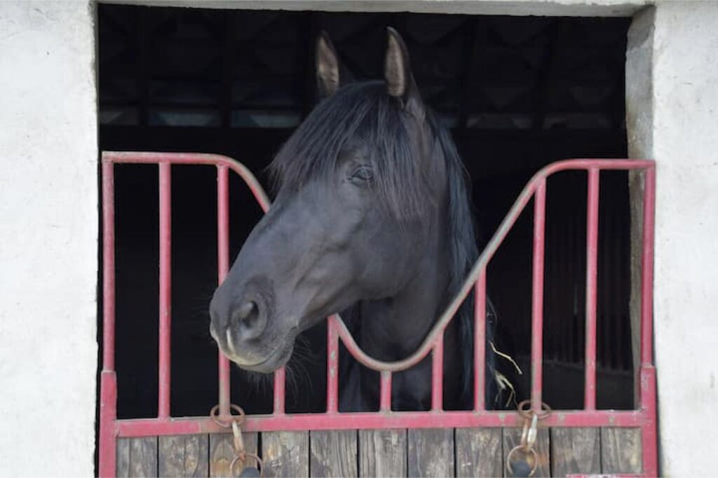 Un cheval se trouve à l’intérieur d’une étable, devant une porte métallique rouge.