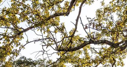 Arkansas A-Frame creates cozy, comfortable memories for years to come.