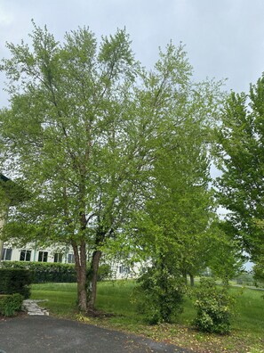 Property grounds - Luxury living on the farm in town. Bring on the peace and  quiet  get spoiled ! (Danville)