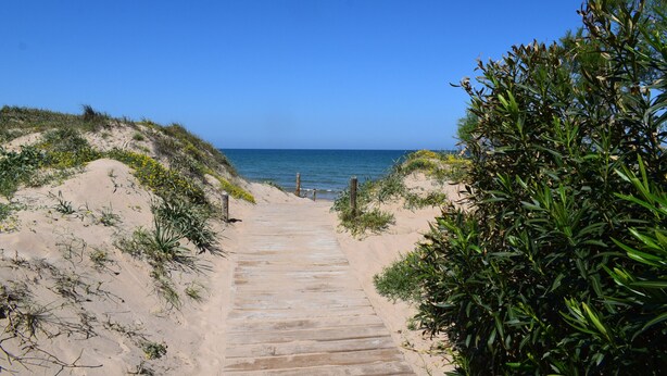 A sandy beach path leading to the ocean, surrounded by vegetation.