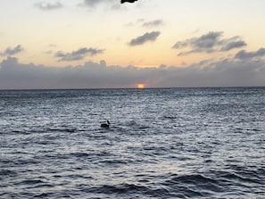 Divers