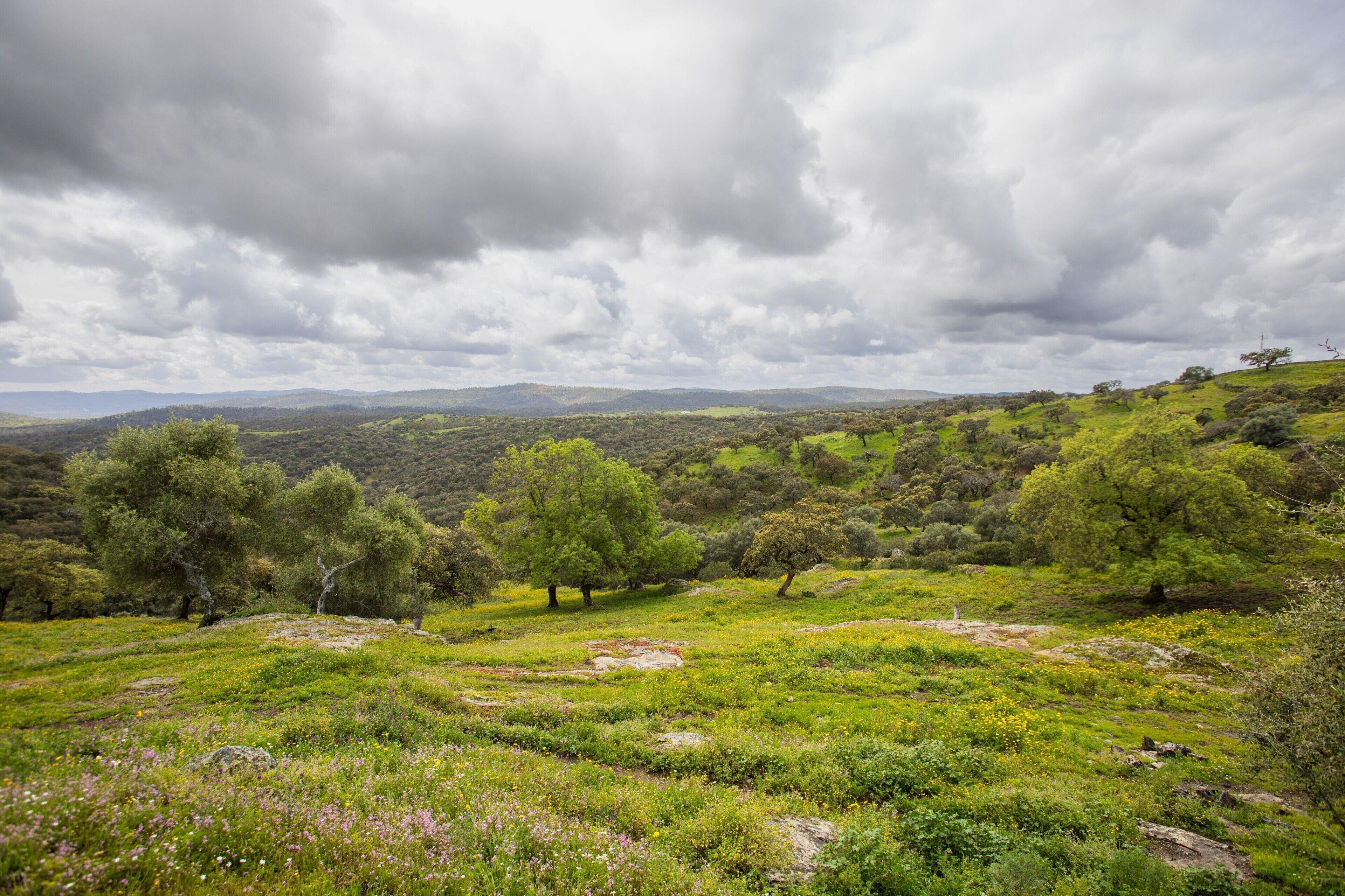 Een landschap met glooiende heuvels, verspreide bomen en een bewolkte lucht.