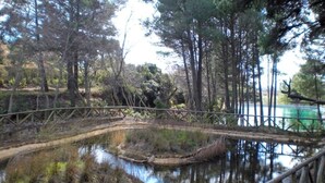 Un estanque natural rodeado de árboles y un puente de madera.