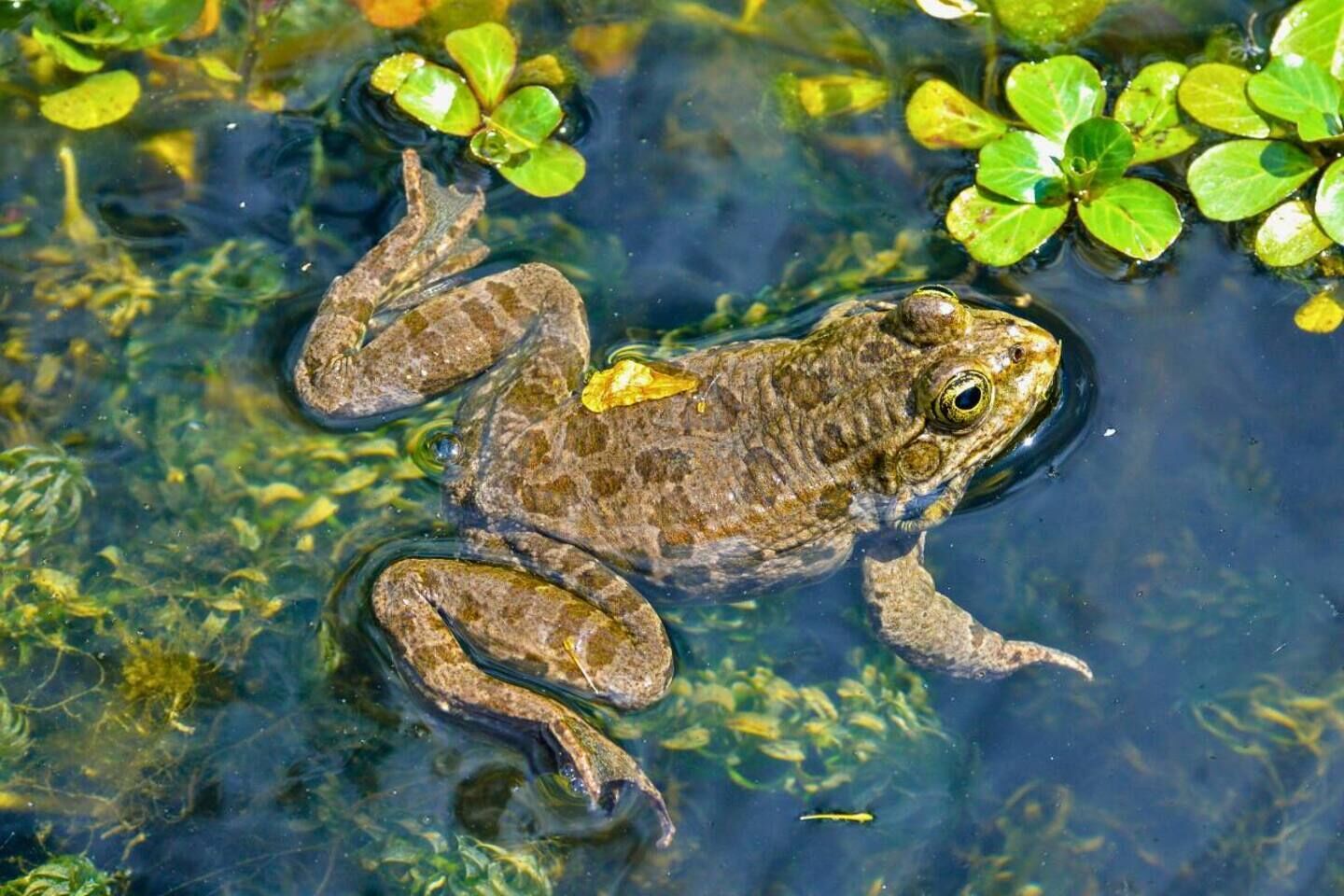 A frog in clear water with green plants around.