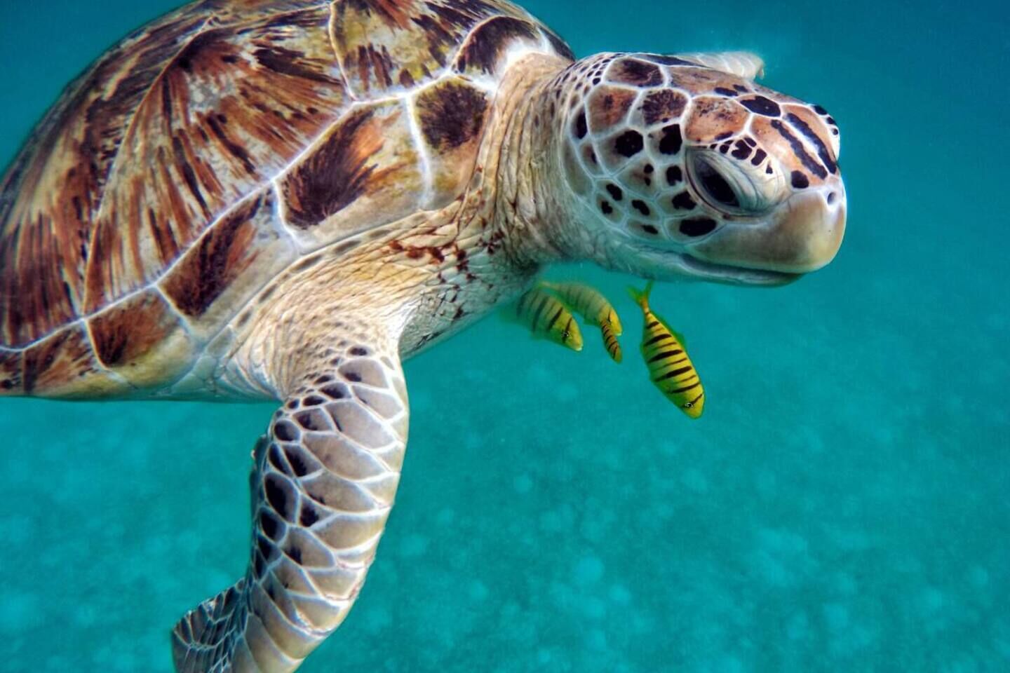 A sea turtle swimming with two small fish.