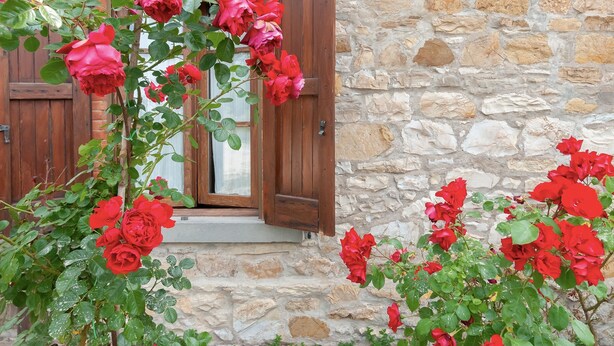 A stone building with a wooden door and window, surrounded by red roses.