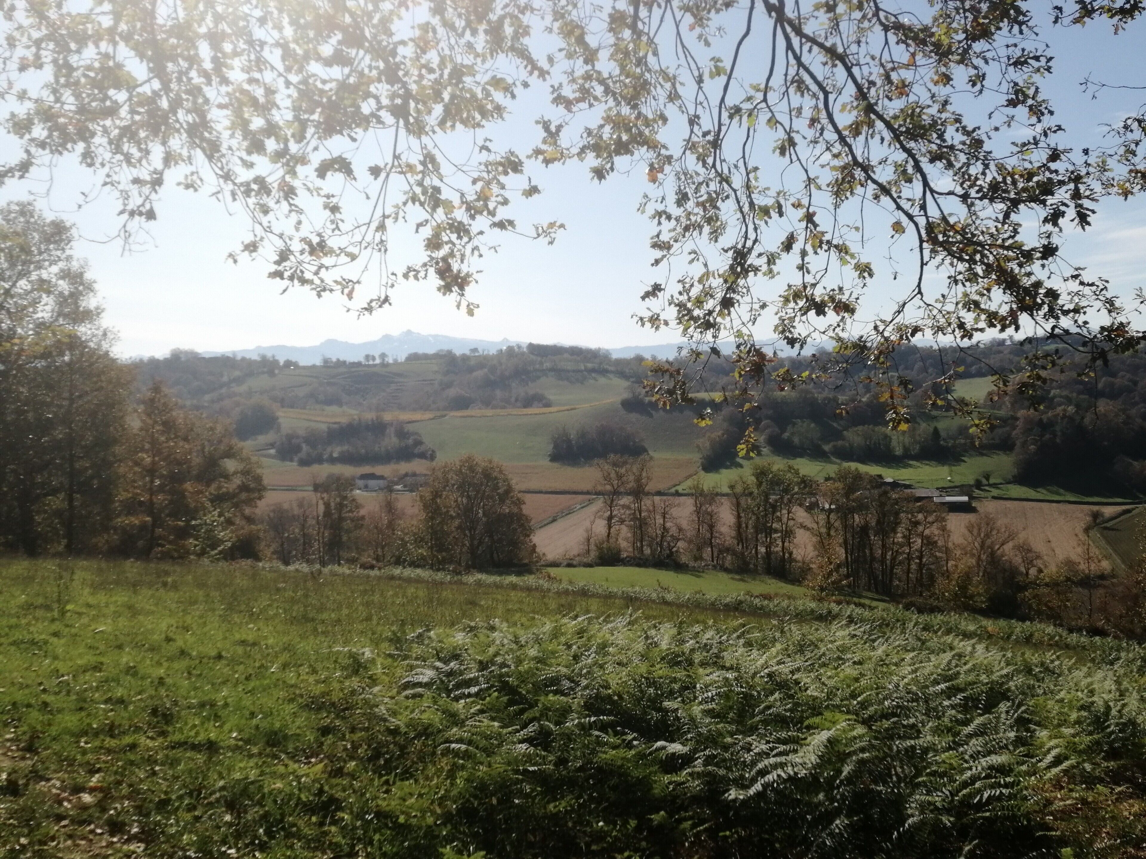 Een landelijk landschap met glooiende heuvels, een heldere lucht en een bergketen in de verte.