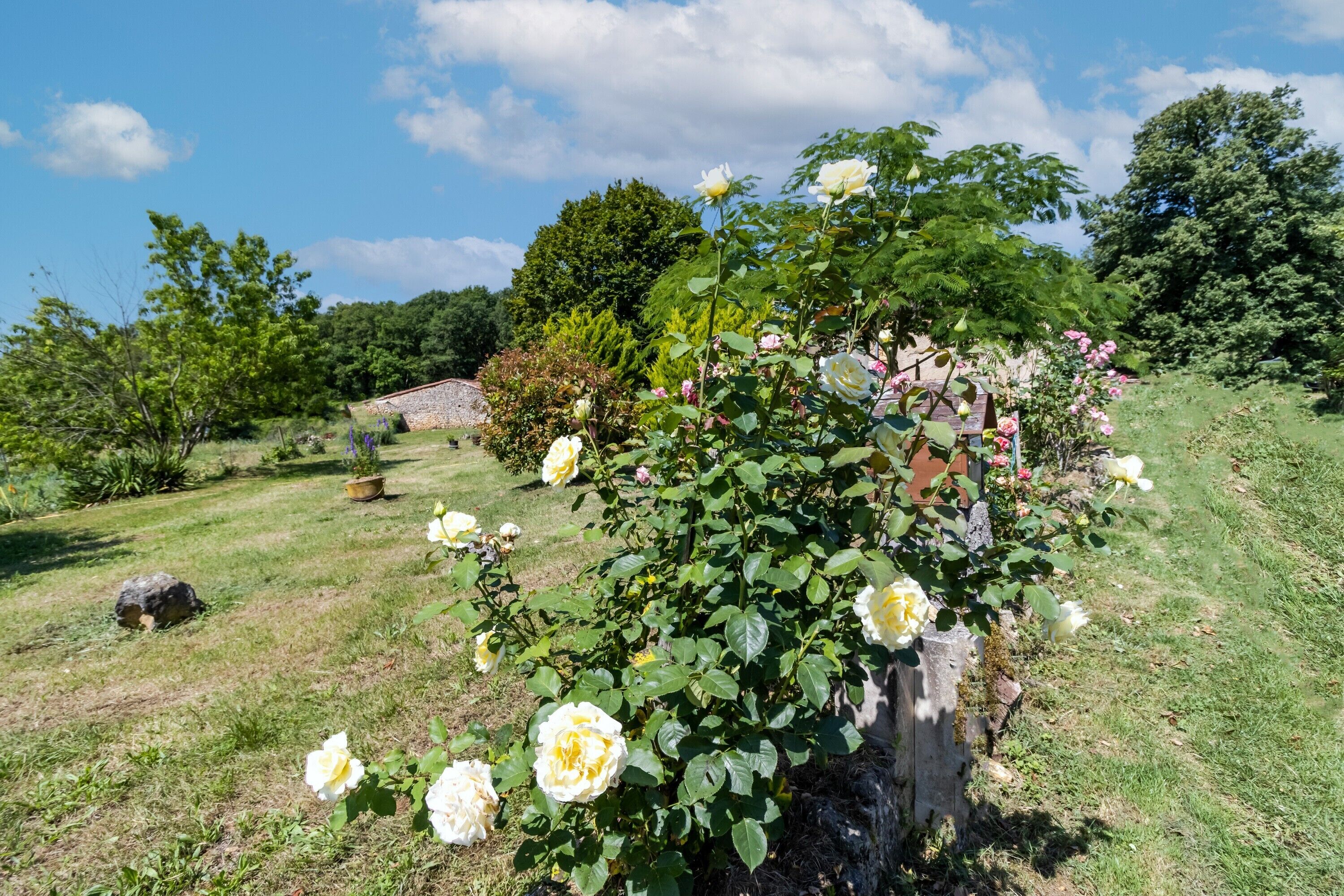 A garden with blooming roses, a stone wall, and a wooden fence.
