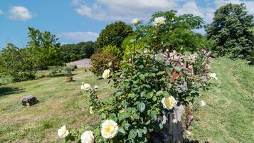 A garden with blooming roses, a stone wall, and a wooden fence.