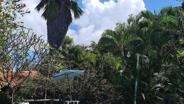 A pool surrounded by lush greenery and a palm tree. - OKAKOARAS HOTEL (Paulista)