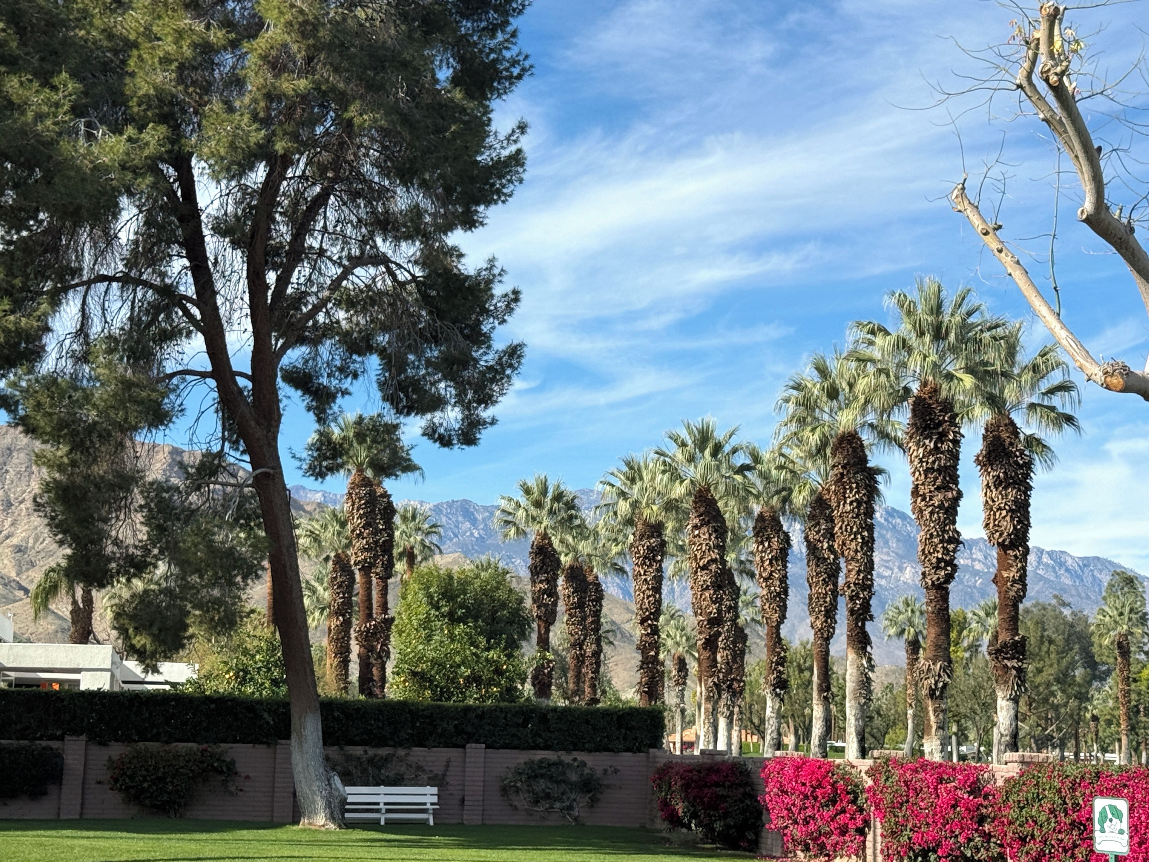 A park with a bench, palm trees, and a mountain backdrop.