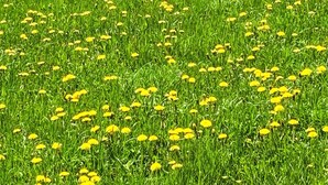 A rustic wooden cabin with a sloped roof, surrounded by a lush green field with yellow dandelions.