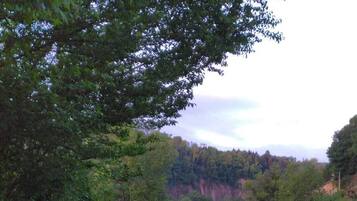 A dog standing on a paved path surrounded by greenery and trees.
