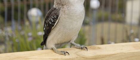 Un pájaro posado en una baranda de madera.