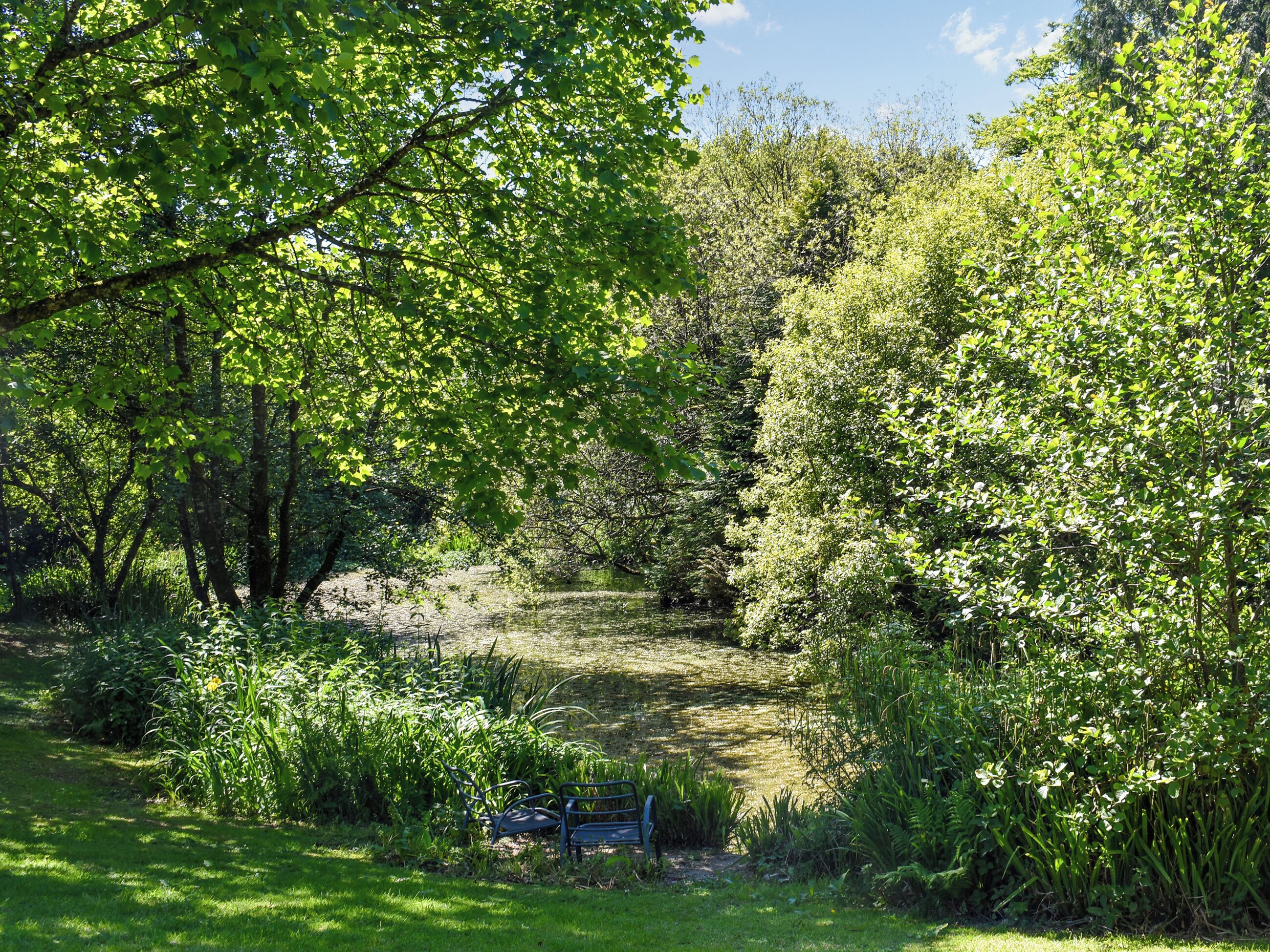 A park with a bench and a path surrounded by lush greenery.
