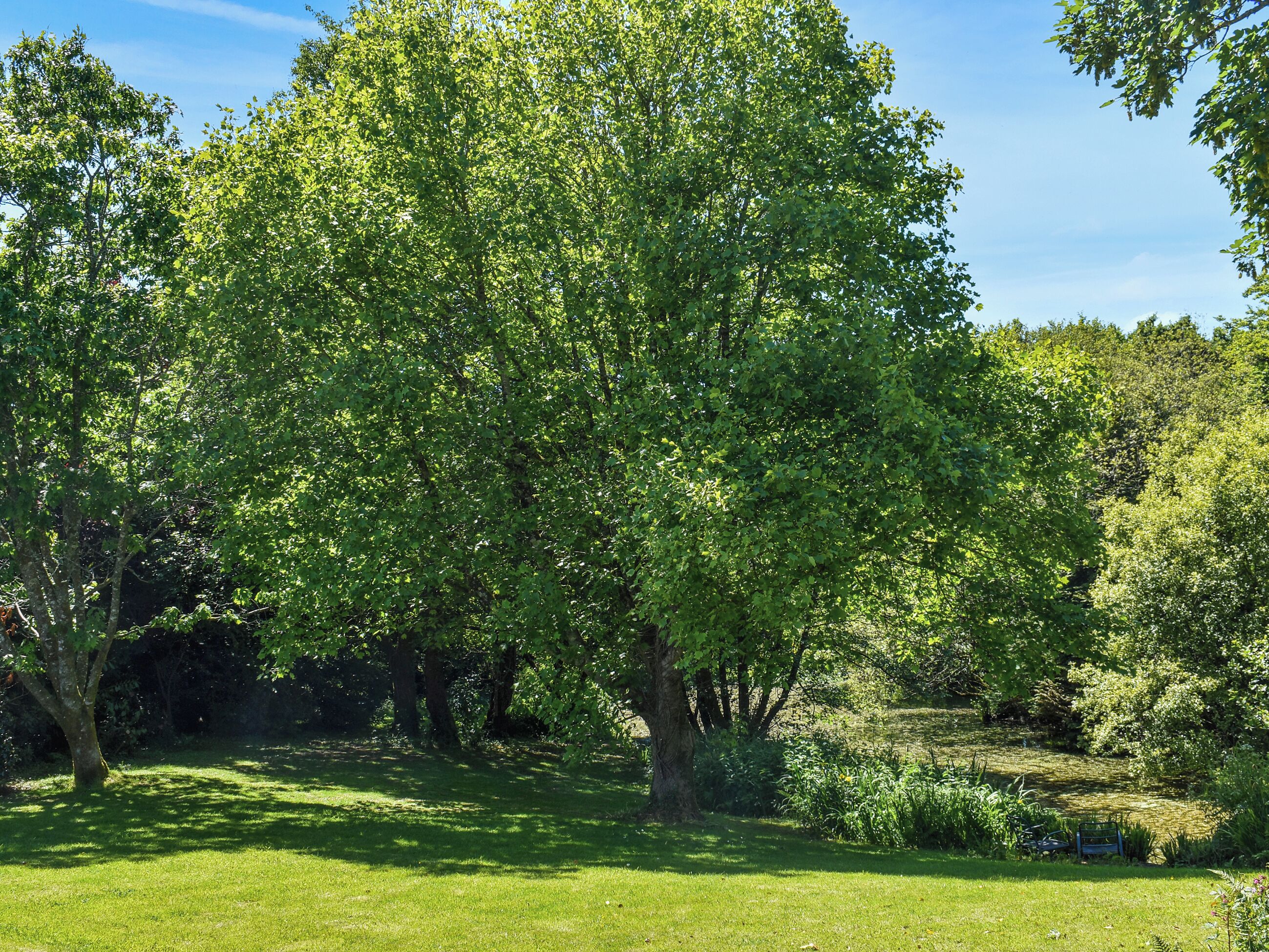 Un parque verde y exuberante con diversos árboles y un césped amplio.