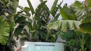 A rectangular pool with a clear blue water surface, surrounded by lush green foliage and a white wall.
