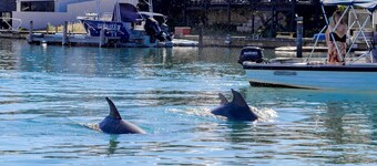 Dolphin Retreat in Halls Head
