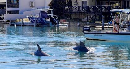 Dolphin Retreat in Halls Head