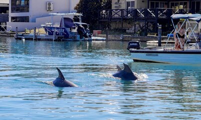 Dolphin Retreat in Halls Head