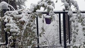 Un jardín cubierto de nieve con una valla metálica y una maceta colgante.