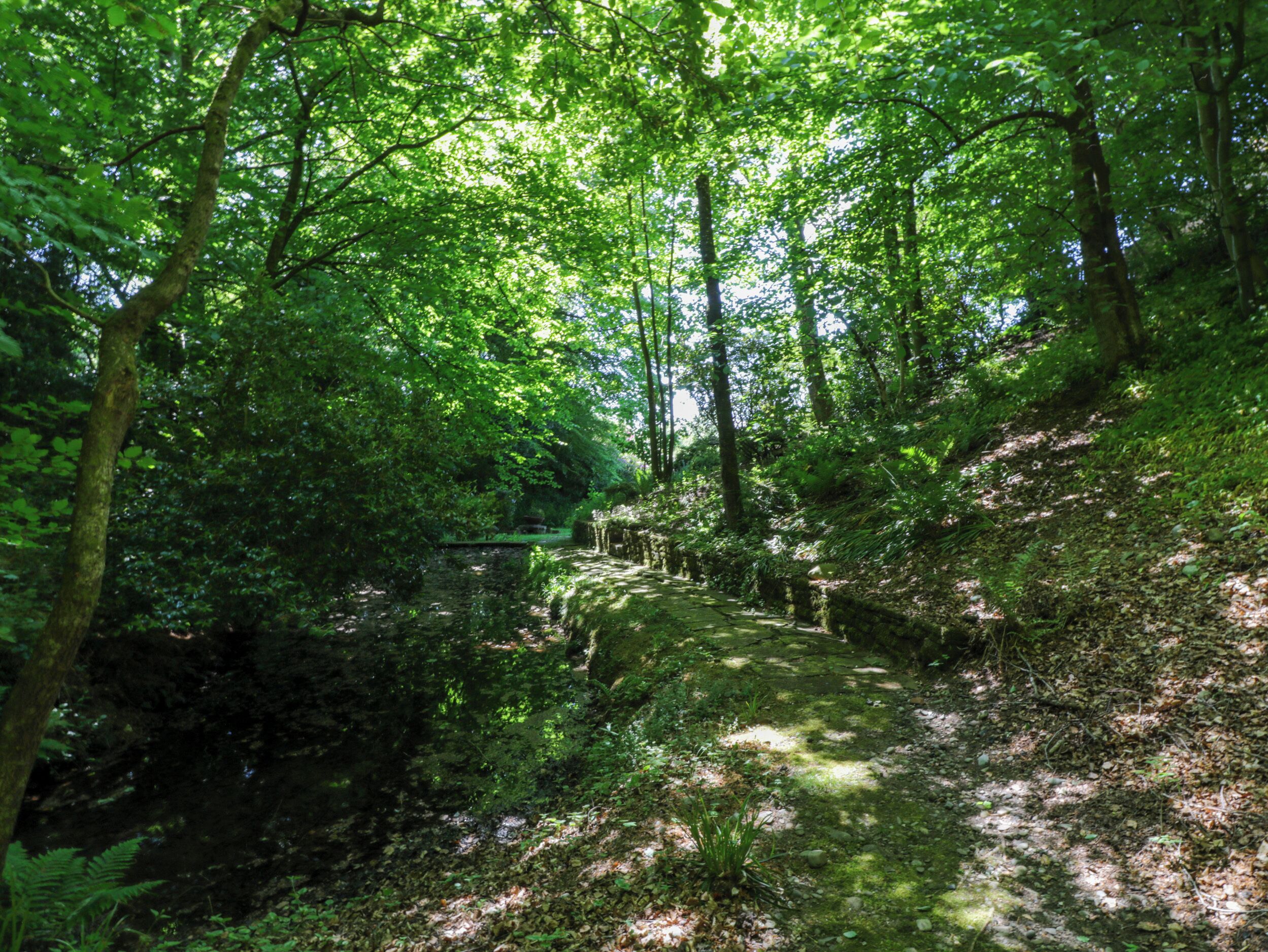 Une zone boisée avec un sentier étroit qui traverse une végétation luxuriante.