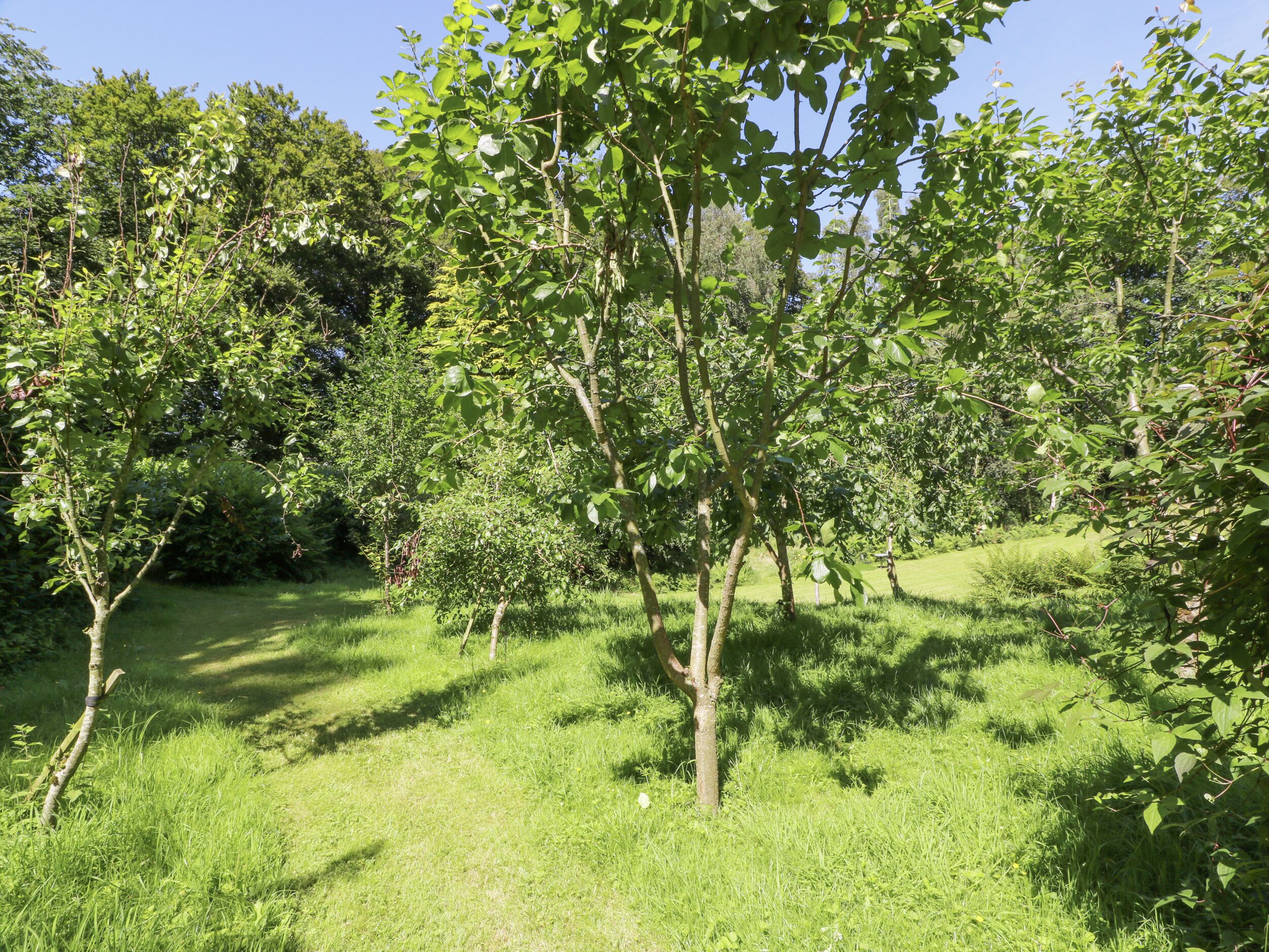 Un verger luxuriant, verdoyant, avec des arbres bien développés et une pelouse bien entretenue.