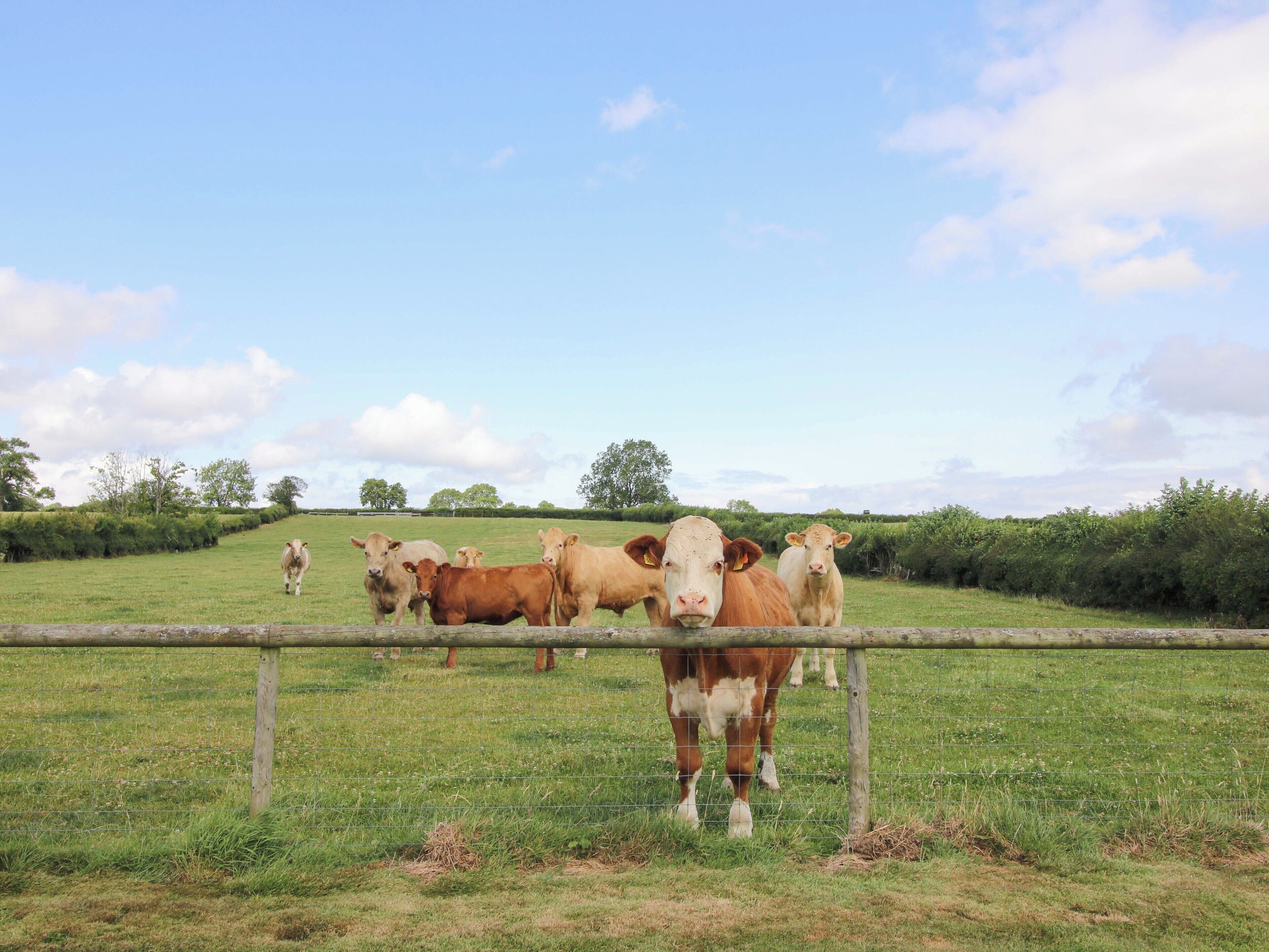 Un pâturage clôturé où se trouvent plusieurs vaches.
