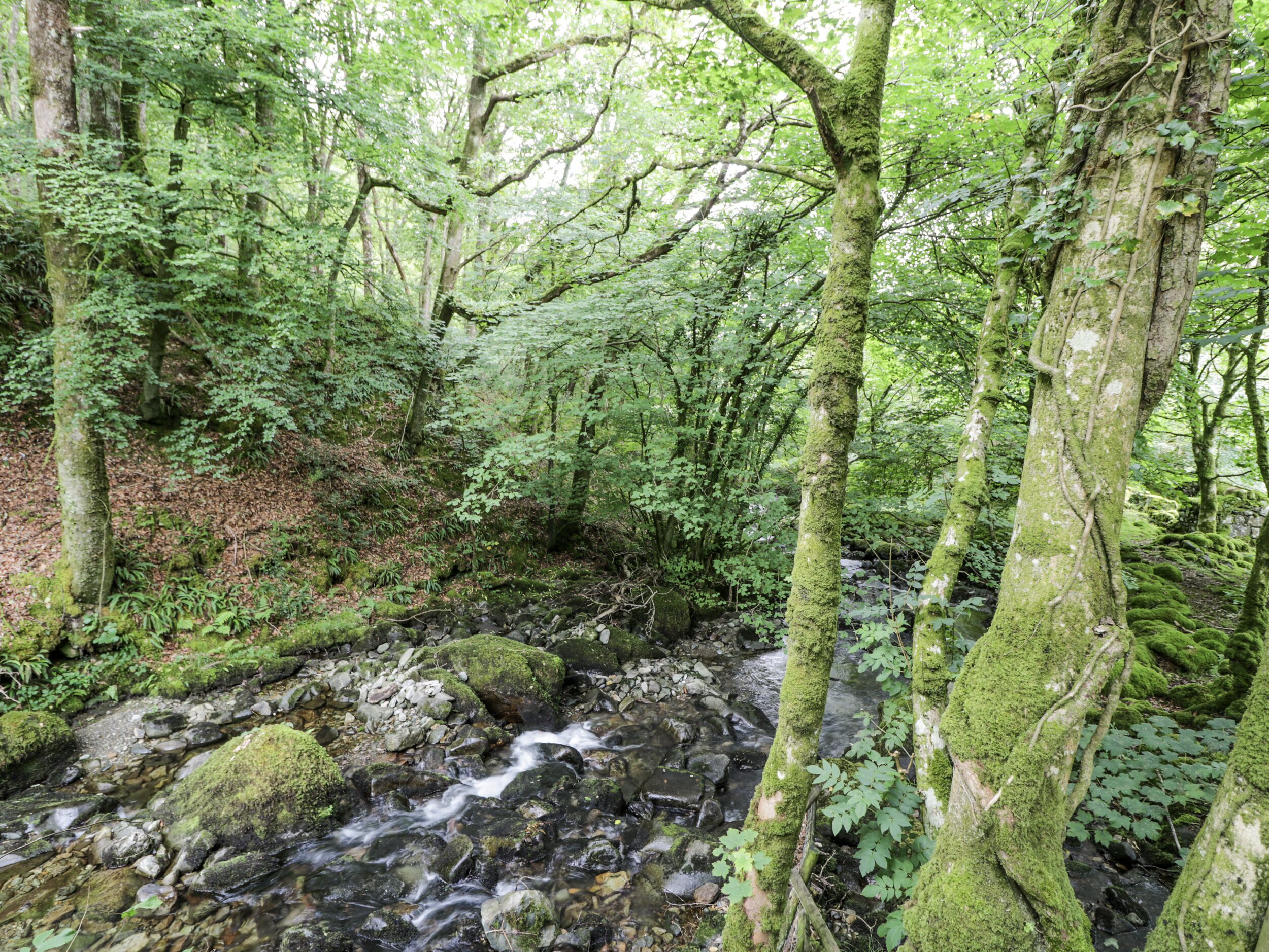 Un arroyo en un bosque, con rocas cubiertas de musgo y árboles.