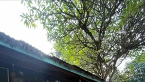 Un bâtiment rustique doté d’un porche, de plantes en pot et d’une voiture garée.