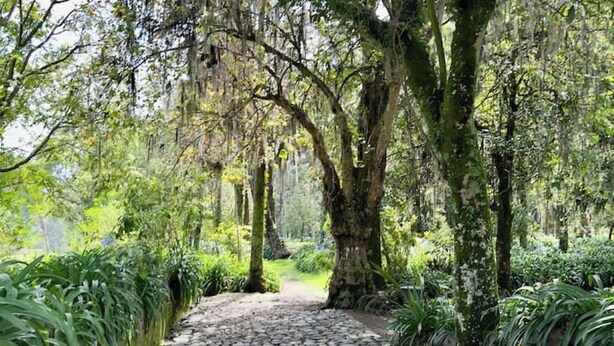 A stone pathway in a forested area with moss-covered trees and dense greenery.