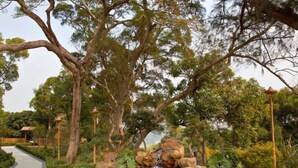 A serene garden with a small waterfall, surrounded by large trees and a paved walkway. - L.V.BAY (Shenzhen)