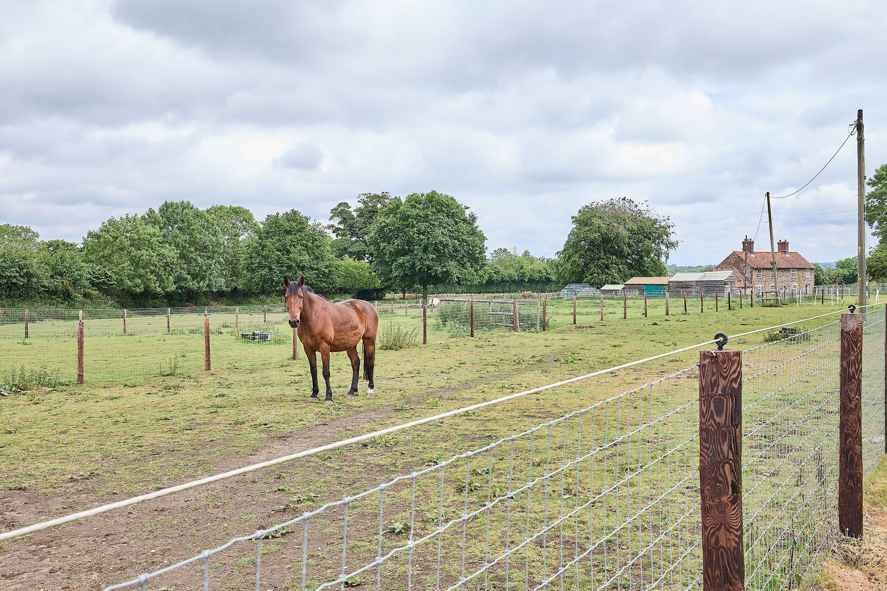 Un espacio al aire libre cercado con un caballo, árboles y un edificio al fondo.